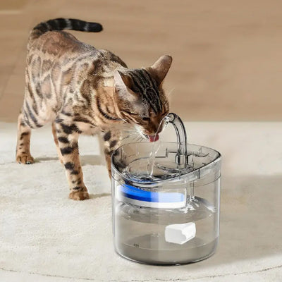 fontaine-a-eau-chat-tigre