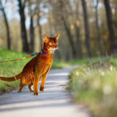 harnais-chat-anti-fugue-sur