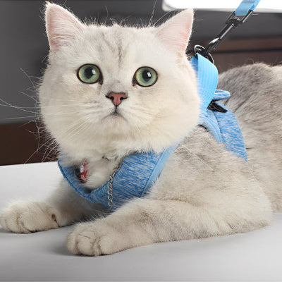 harnais-chat-joli-et-bleu