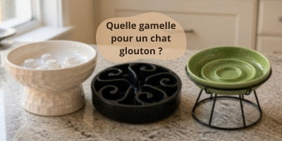 Quelle-gamelle-choisir-pour-un-chat-glouton