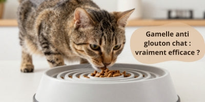 chant-mangeant-dans-une-gamelle-anti-glouton