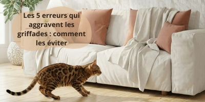 chat-dintérieur-observant-le-canape