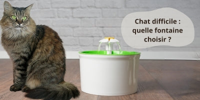 chat-difficile-qui-ne-boit-pas-dans-sa-fontaine-à-eau