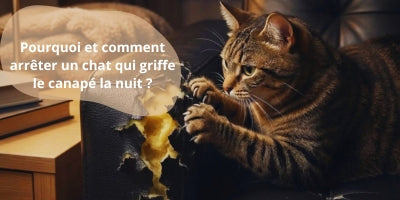 chat-griffe-le-canapé-la-nuit