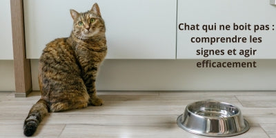 chat-ne-boit-pas-gamelle