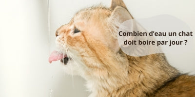 chat-qui-boit-de-l'eau-pour-s'hydrater-correctement