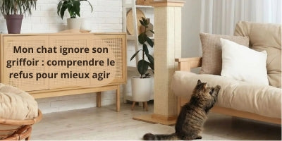 chat-qui-griffe-le-canapé-dans-le-salon