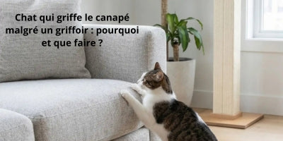chat-qui-griffe-le-canapé-malgré-un-griffoir-dans-le-salon