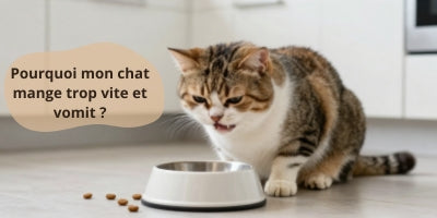 chat-qui-mange-trop-vite-et-vomit-après-son-repas