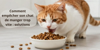 chat-qui-mange-trop-vite-sa-nourriture-à-la-maison
