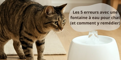 chat-qui-observe-une-fontaine-à-eau-pour-lui-sans-s'en-approcher