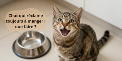 chat-qui-réclame-toujours-à-manger-devant-sa-gamelle