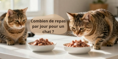 combien-de-repas-par-jour-pour-un-chat