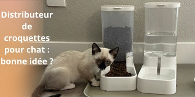 Distributeur de croquettes pour chat : tous les avantages pour vous et minou !