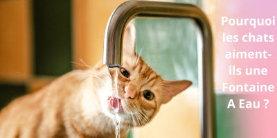 FONTAINE A EAU CHAT : guide ultime pour trouver la meilleure à votre félin !