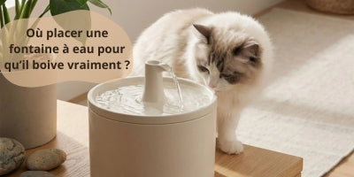 Fontaine-à-eau-pour-chat-placée-dans-un-endroit-calme-de-la-maison