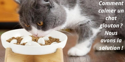 Gamelle anti glouton chat : guide ultime pour connaître ses avantages essentiels !