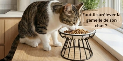 gamelle-surélevée-pour-chat-offrant-une-posture-confortable