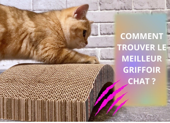 griffoir-chat-article