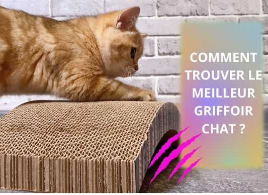 griffoir-chat-article