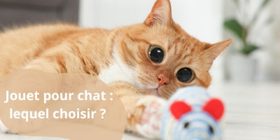 jouet-pour-chat-blog