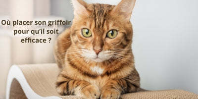où-placer-un-griffoir-pour-chat