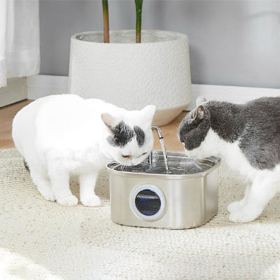 fontaine-à-eau-avec-deux-chats-qui-boivent