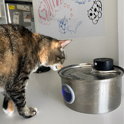 fontaine-à-eau-pour-chat-qui-boit-sans-fil