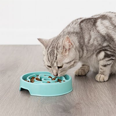 gamelle-anti-glouton-chat-bleue