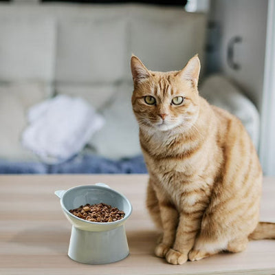 gamelle-chat-surelevee-esthetique