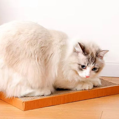 griffoir-chat-carton-mignon