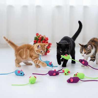 chaton-joue-avec-jouet-souris-multicolore